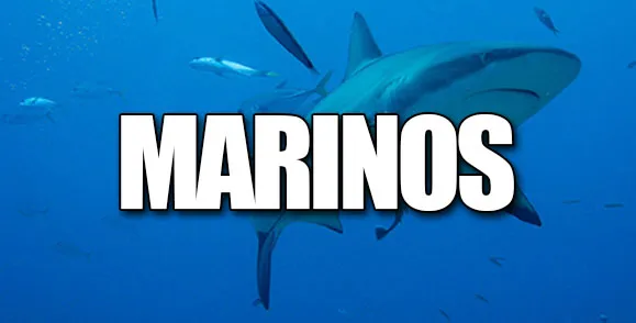 pegatinas animales marinos