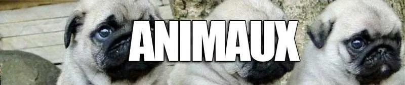 AUTOCOLLANT  ANIMAUX